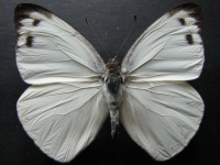 Appias paulina ega - Adult